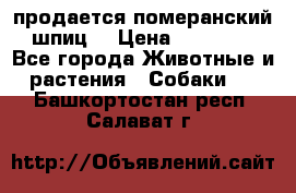 продается померанский шпиц  › Цена ­ 35 000 - Все города Животные и растения » Собаки   . Башкортостан респ.,Салават г.